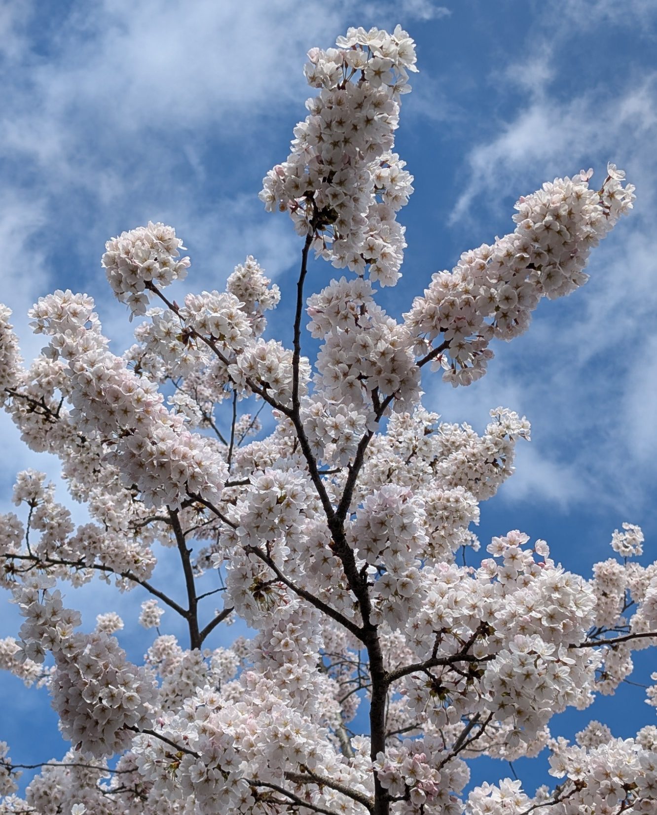 Edelsteincollier - naturfarbene, facettierte Turmaline mit einem einzigartigen Farbverlauf. Zwischenteile und Schließe aus 925/- vergoldet.